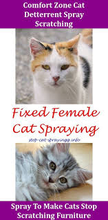 Pin On Cat Litter Box Problems