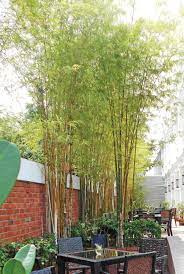 The forest research institute of malaysia's (frim) bambusetum, located on their main campus in kepong, selangor, has a collection of 45 bamboo species. Beauty Of Bamboo