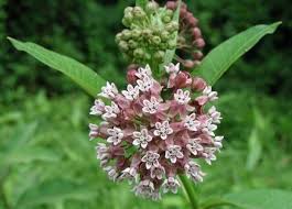 Milkweed In Bloom Have You Seen Any Monarchs This Year Their Population Has Plummeted With The Increasing Scarcity Of Their Only Caterpillar Host Plan Milkweed