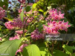 Image result for Deutzia x hybrida ′Mont Rose