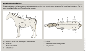Equine Body Condition Scoring Vetfolio