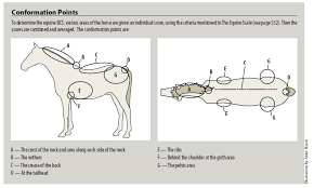 equine body condition scoring vetfolio