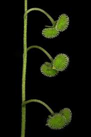 Image result for Cynoglossum hispidum