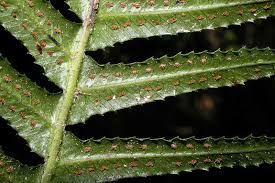 Image result for Nesaea aspera