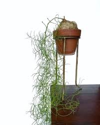 Image result for Bowiea volubilis