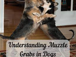 Understanding Muzzle Grabs Should You Grab Your Dog S Snout Pethelpful