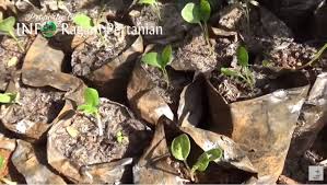 Pokok bidara merupakan jenis tumbuhan kecil atau pokok sederhana besar yang mampu tumbuh sehingga ketinggian 15 meter. Cara Menanam Pokok Bidara Kampung