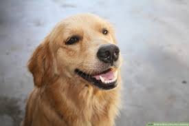 How do you teach a puppy not to jump? How To Stop A Dog From Jumping 6 Steps With Pictures Wikihow