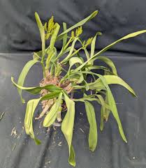 Image result for Polystachya undulata