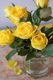 Yellow Roses Flowers Yellow Roses Pretty Flowers