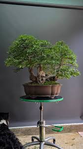 Image result for Premna mooiensis