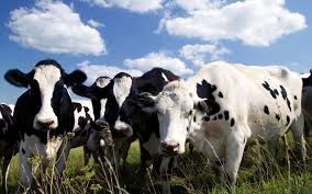 Blanc Herbe Noir Prairie Vaches