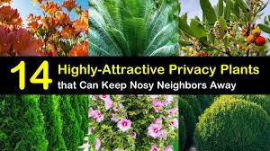 Foundation planters are designed along a fence line to separate. 14 Highly Attractive Privacy Plants That Can Keep The Nosy Neighbors Away