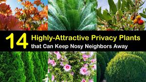 Certain flowering bushes, produce cherries throughout a season, which adds up to their value. 14 Highly Attractive Privacy Plants That Can Keep The Nosy Neighbors Away