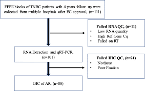 According to breastcancer.org, one in eight women will develop breast cancer in their lifetime. Androgen Receptor Mrna Levels Determine The Prognosis In Triple Negative Breast Cancer Patients Bmc Cancer Full Text