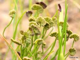 Image result for Schizaea pectinata