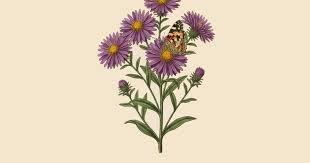 Image result for Aster chimanimaniensis