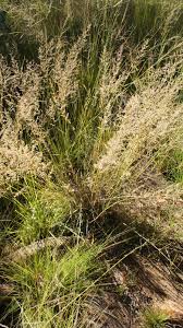 Image result for Eragrostis gummiflua