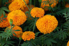 Just plant in full sun and enjoy the show as butterflies, bees, and hummingbirds visit. 12 Low Maintenance Flowers You Can T Kill