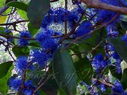 Image result for Memecylon