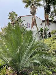Image result for Macrozamia johnsonii