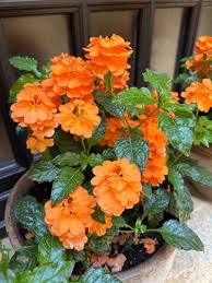 Image result for Crossandra
