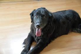 Image result for flat coated retrívr