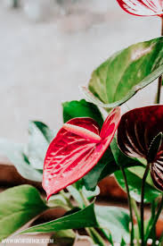 Ace Of Hearts Anthurium Plant Care Guide Anthurium Plant Plant Care Anthurium