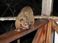 The parish covers an area of 71.4 km² and according to the 2001 ecuadorian census it had a population total of 5,010. Photos Of Kinkajou Potos Flavus Inaturalist
