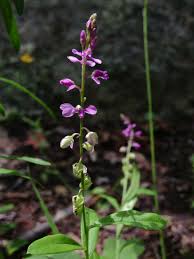 Image result for Polygala usafuensis
