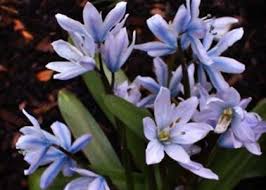 Image result for Scilla benguellensis