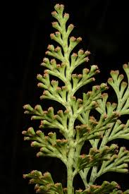 Image result for Asplenium centrafricanum