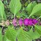 Forest Foraging Series “Beautyberry Hike & Jelly”