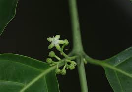 Image result for Psydrax