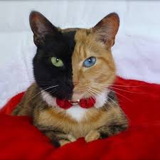 Baby Black And Ginger Cat The 35 Most Influential Animal Celebrities Two Faced Cat Unique Cats Beautiful Cats