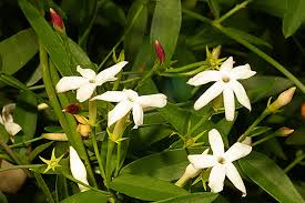 Image result for Jasminum schimperi