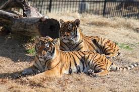 Photo By Dr Jen Kilburn Tulsa Zoo Malayan Tiger Tulsa Zoo Big Cats