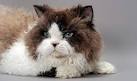 Selkirk Rex Kittens For Sale