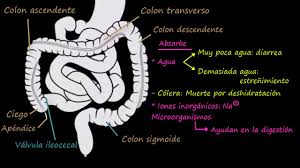 Select from premium cólon sigmoide images of the highest quality. Colon Recto Y Ano Fisiologia Del Sistema Gastrointestinal Khan Academy En Espanol Youtube