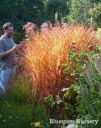 Image result for Miscanthus violaceus