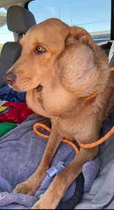 Dog Living with Salivary Tumor for 6 years Gets a Fresh New Start