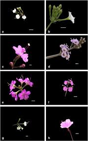 Image result for Commicarpus helenae