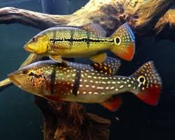 Feel free to post here looking for advice on anything aquarium related, saltwater, freshwater, planted, or any other type of aquarium. 37 Peacock Bass Aquarium Ideas Peacock Bass Cichlids Aquarium Fish