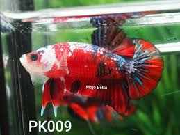 All betta fish are shipped from houston, texas to your shipping address with live arrival guarantee. Betta Halfmoon Fancy Galaxy Koi Plakat Male Pk009 Telford Shropshire Pets4homes