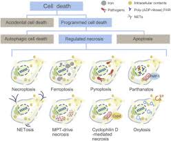 Check spelling or type a new query. The Role Of Lysosome In Regulated Necrosis Sciencedirect