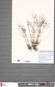 Image result for Bulbostylis pusilla