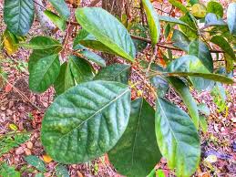 ใบหม สม นไพรบำร งเส นผมและหน งศ รษะ ช วยให เส นผมและหน งศ รษะแข งแรงข นได อย างเป นธรรมชาต หย ดป ญหาผมร วง ผมบาง ศ รษะล าน ว ธ ผมร วง สม นไพร แชมพ