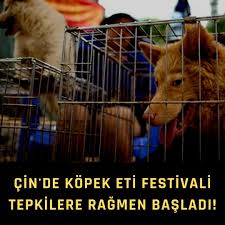 Insan Sagligi Cin Akillanmiyor Cin De Kopek Eti Festivali Tepkilere Ragmen Basladi Corona Virusunun Dunyaya Yayildigi Cin In Yulin Kentinde Duzenlenen Kopek Eti Festivali Icin Hayvan Pazarinda Kopek Satisi Goruntulendi Corona Virusunun Yayildigi