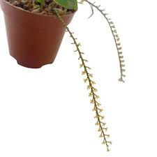 Image result for Chamaeangis