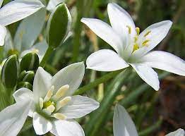 Fall Gardening Gardening Fall Flowers Cold Weather Gardening Popular Pin Diy Gardening Gardening Hacks Bach Flower Remedies Flower Essences Flower Remedy